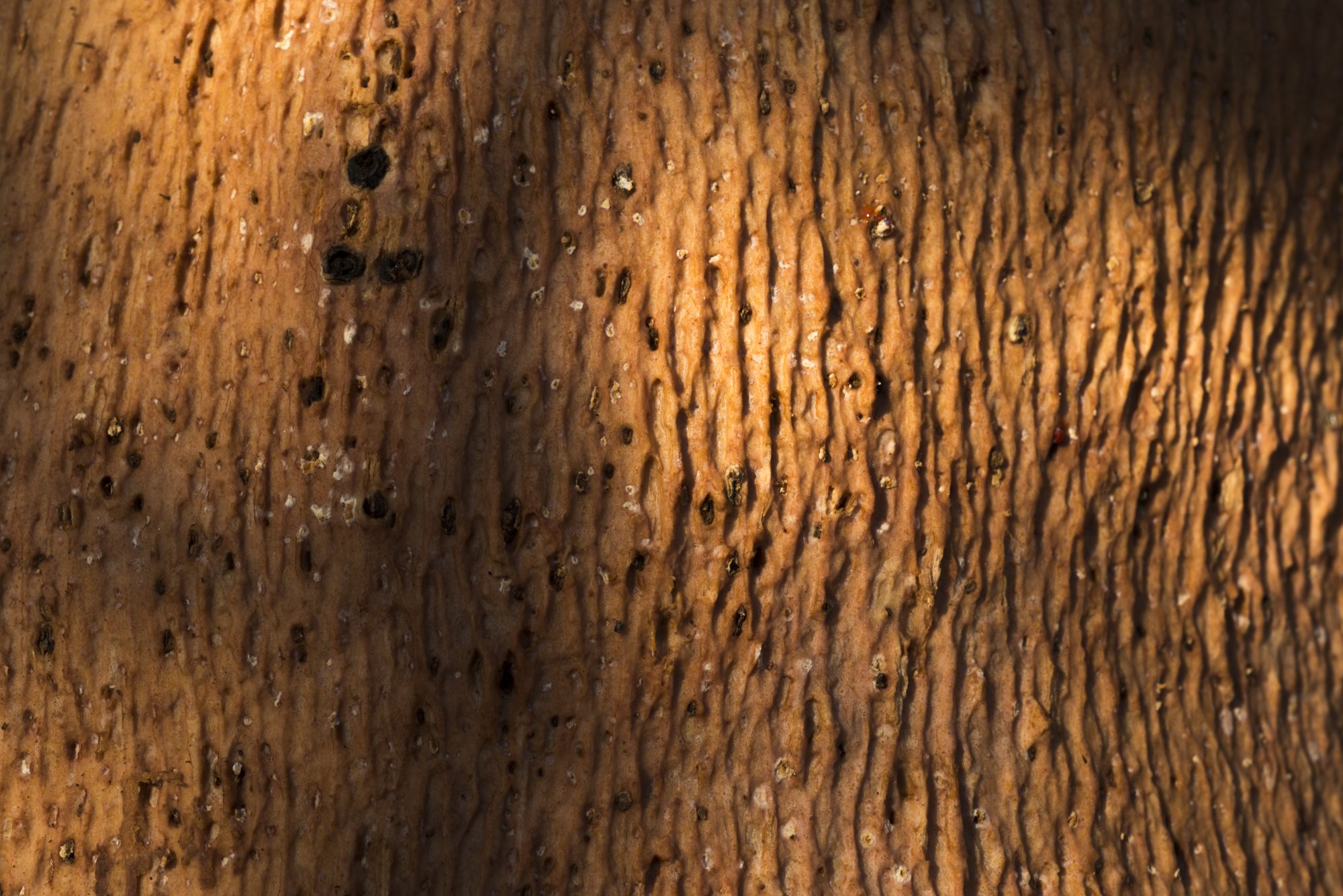 Cork texture on the trunk