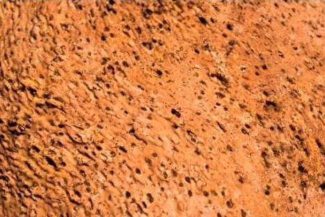 Cork texture