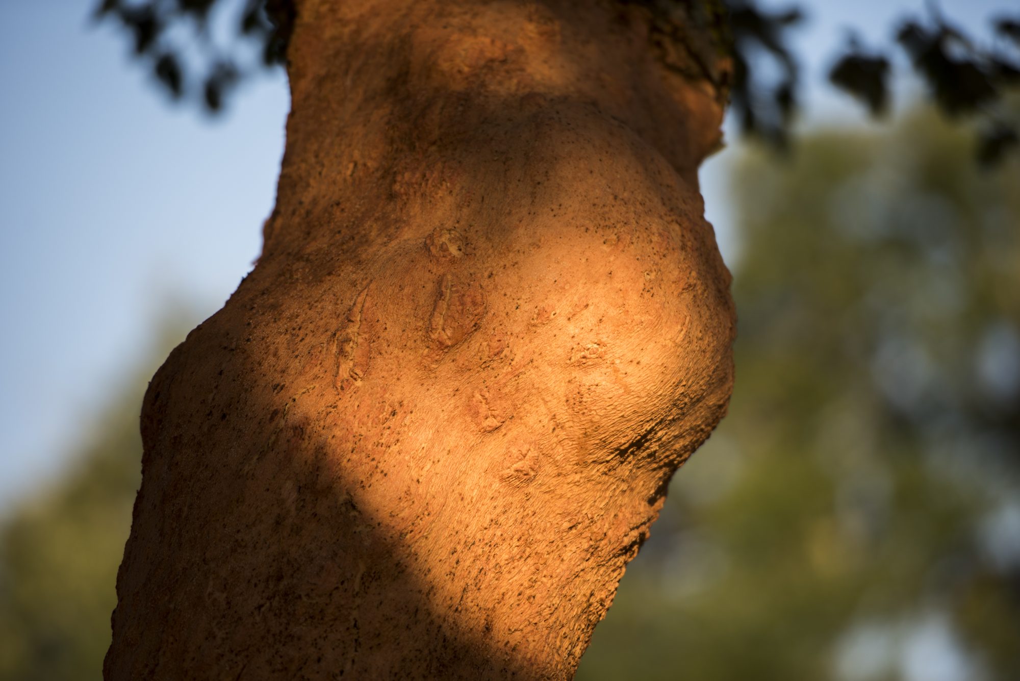 Cork on the cork oak