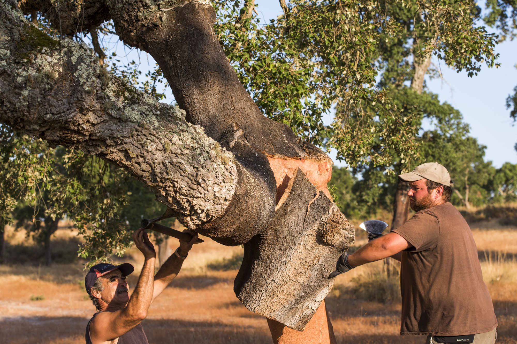 Cork harvesting