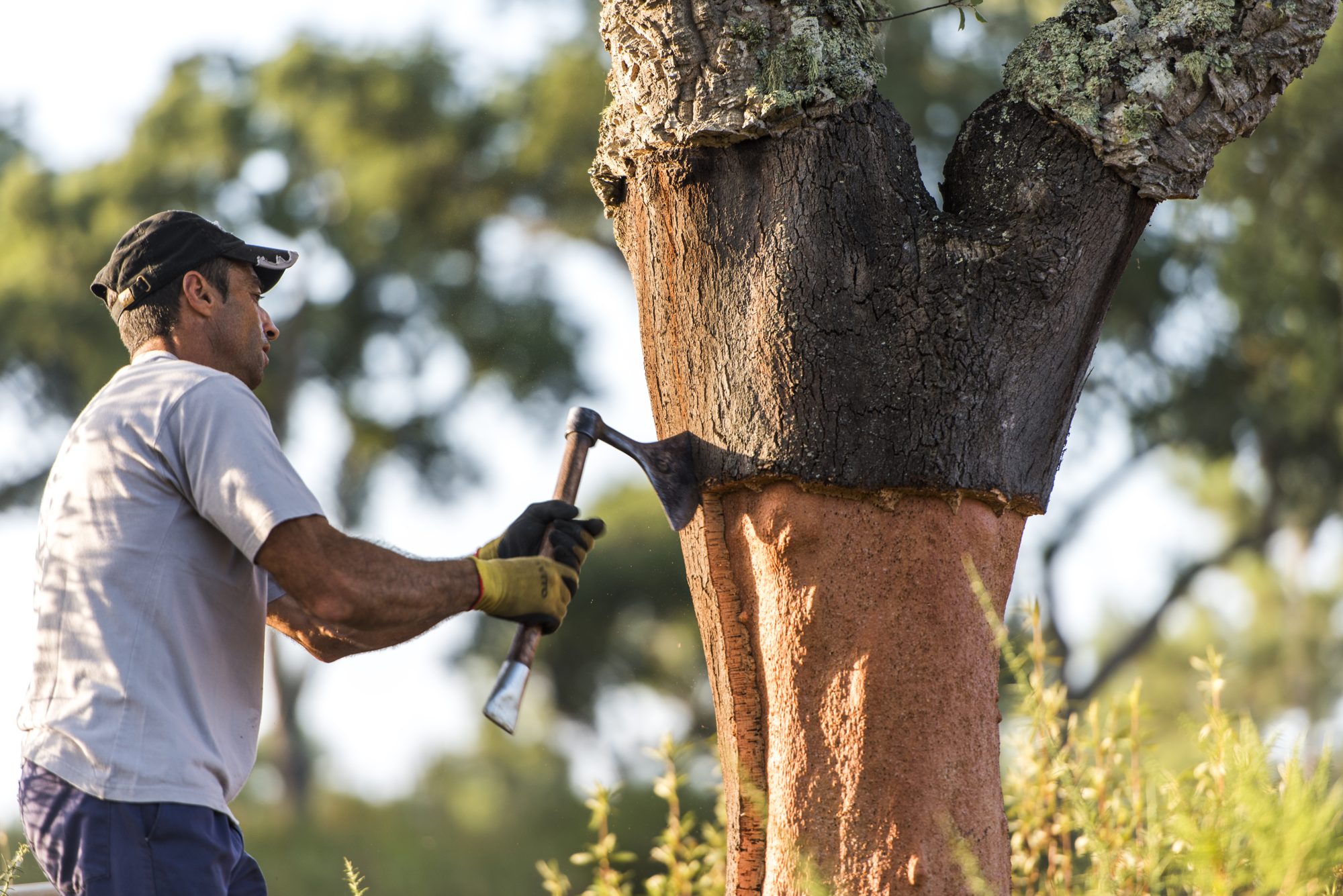 Cork harvesting in the montado