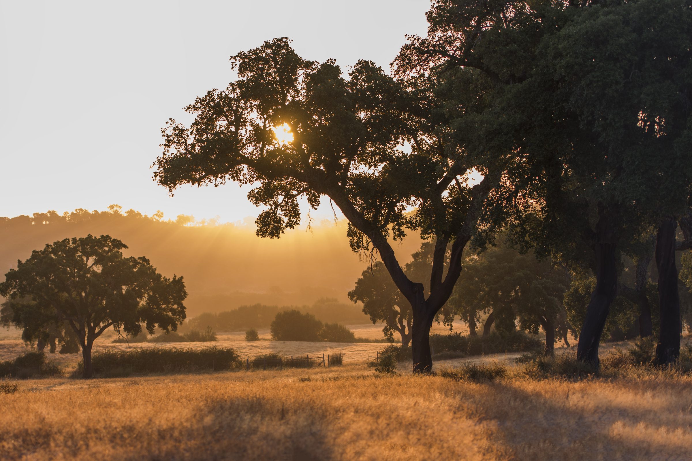 Cork oak montado at sunrise