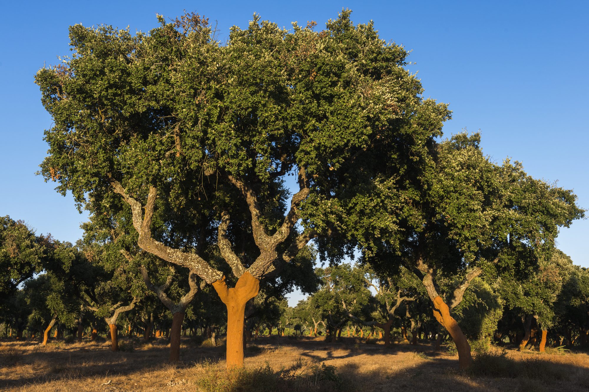 Cork oak in the montado