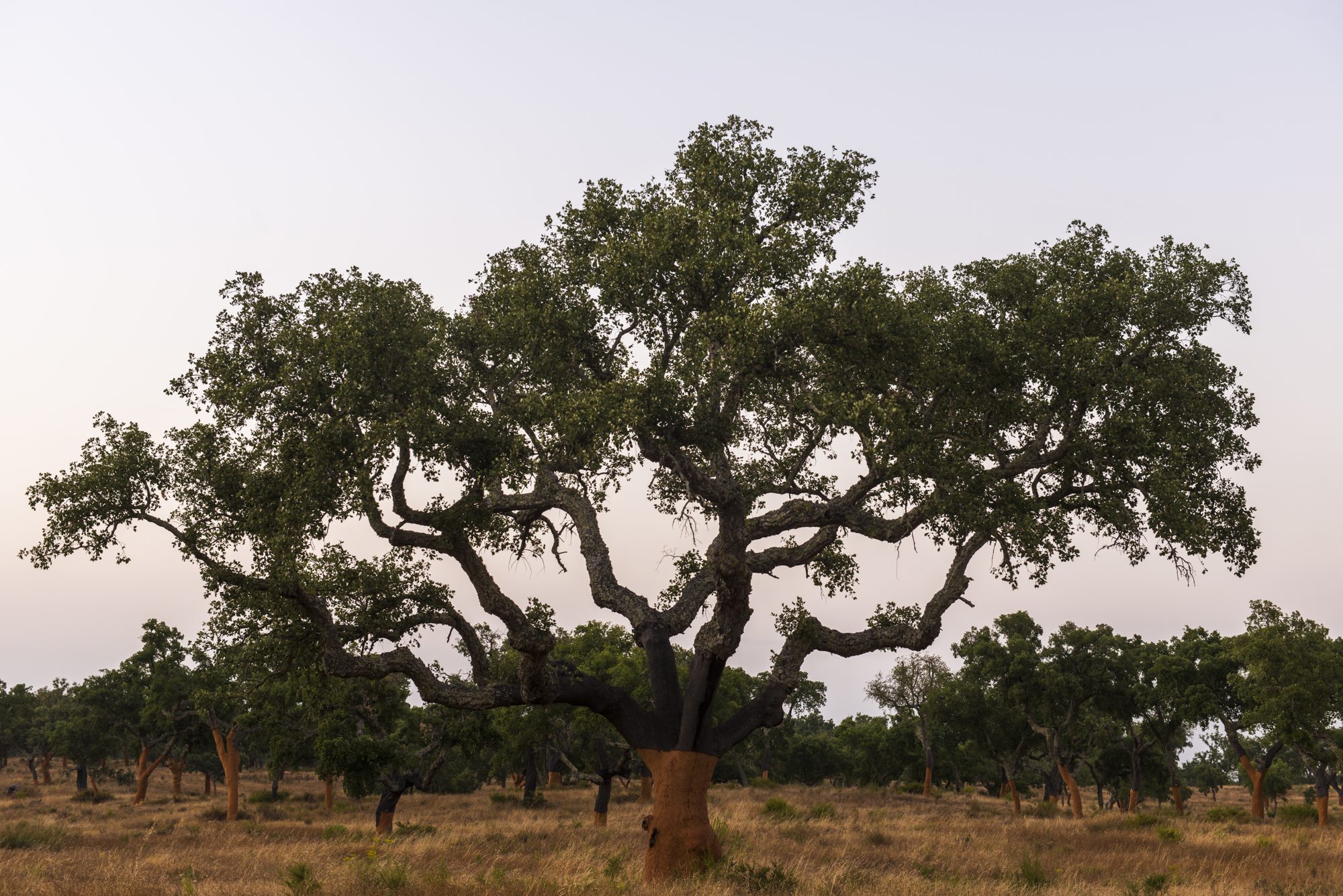 Cork oak at dusk