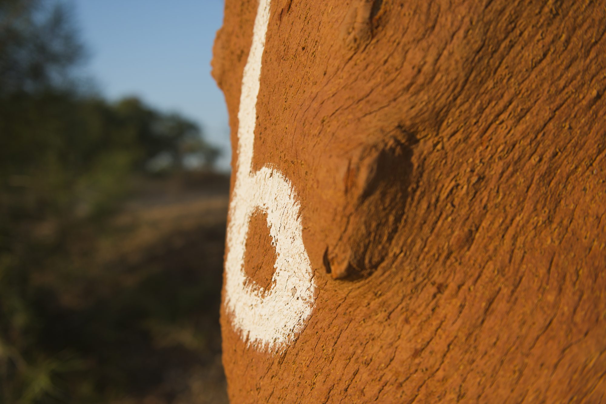 Numbered cork oak in the montado