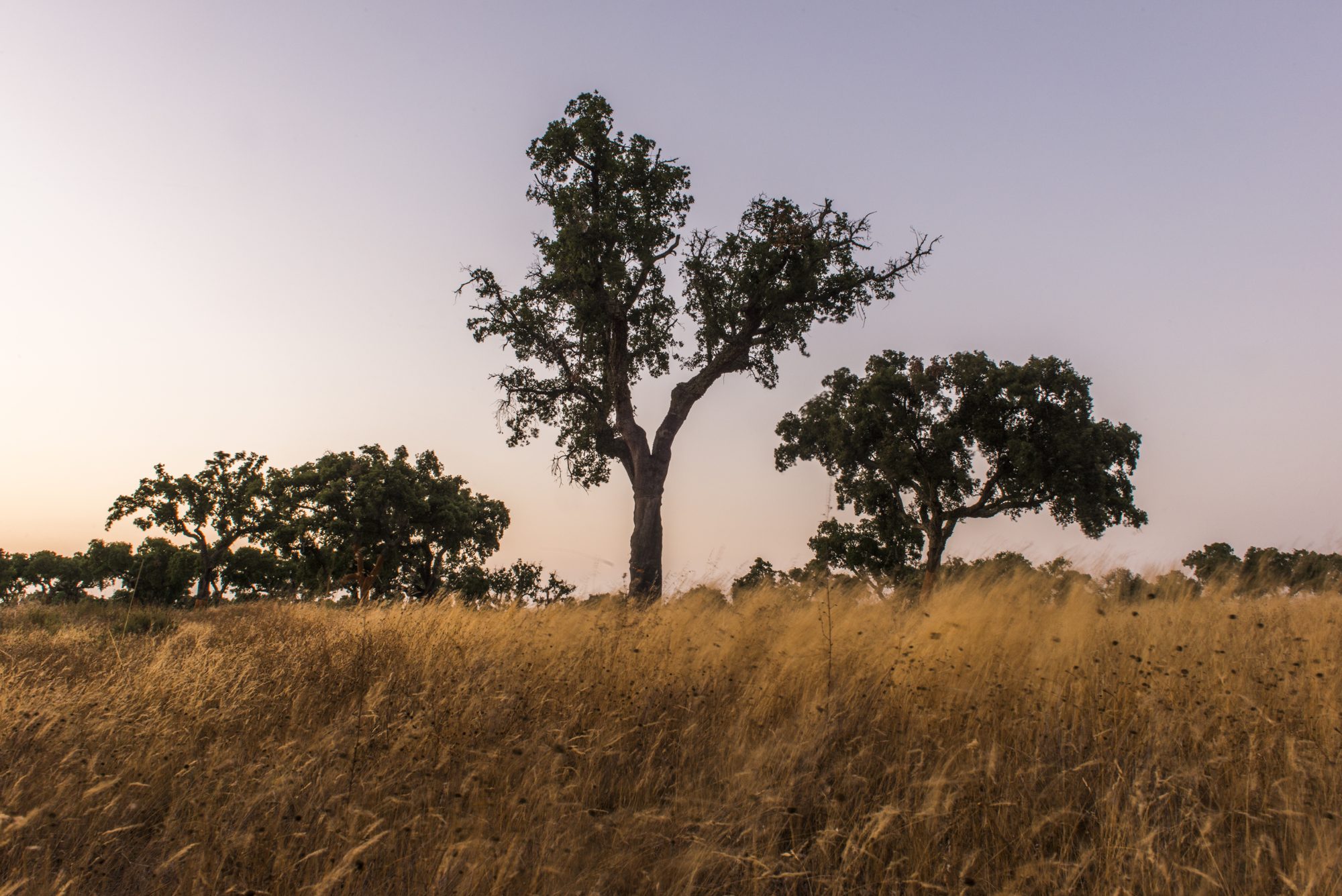 Cork oak in the montado landscape