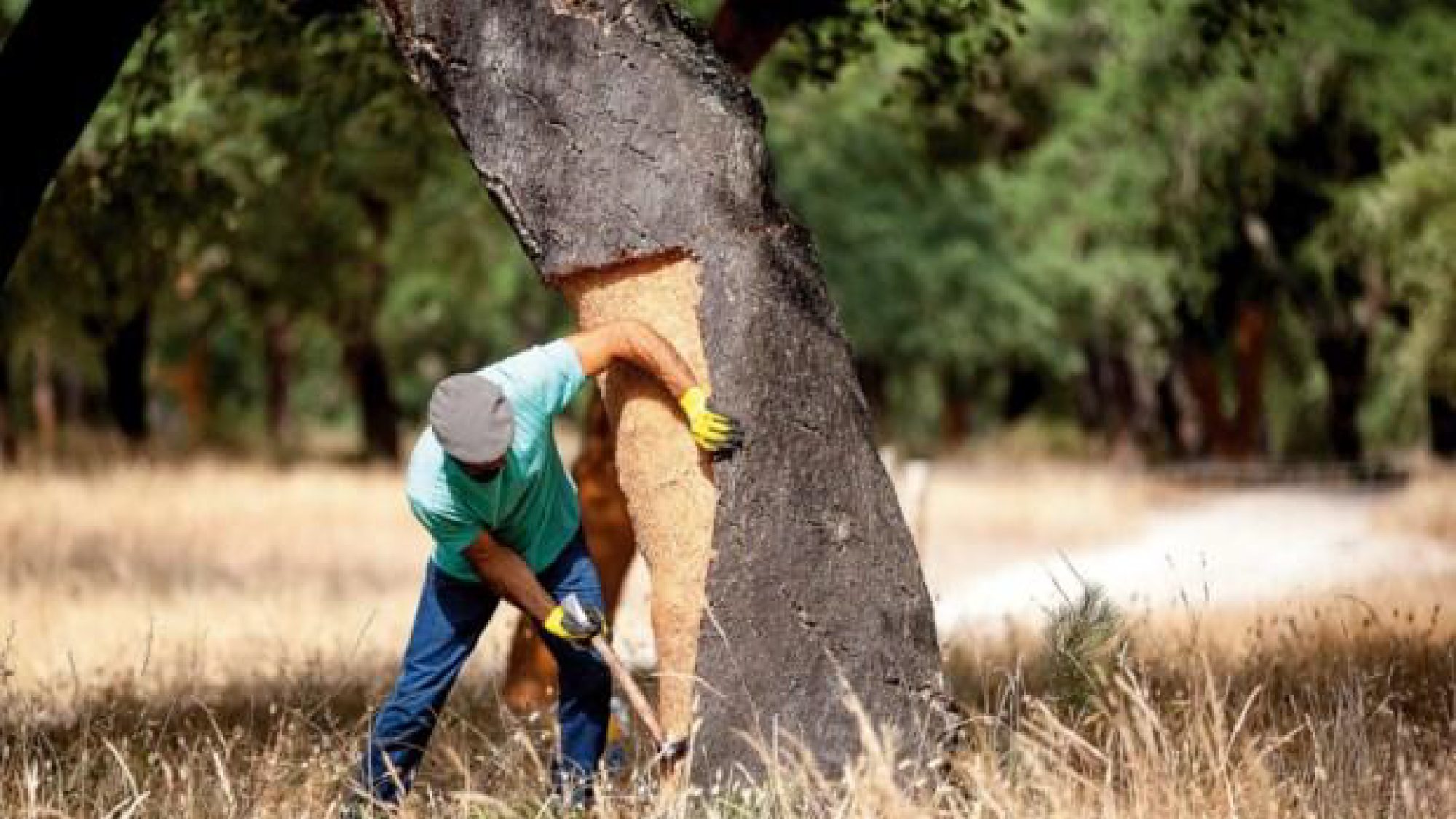 Cork harvesting in the montado