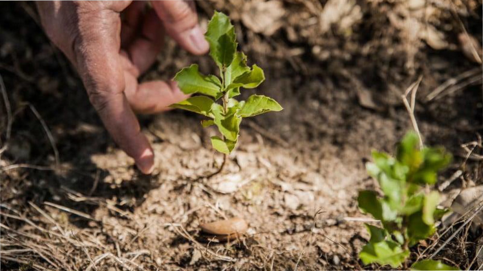 Planting a young cork oak